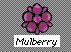 Mulberry Icon